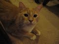 Petting Garfield w/Mitts Petting Garfield w/Mitts