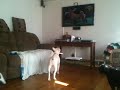 Bull terrier watching tv