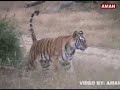 Churbera Tigress in Bandhavgarh National Park.