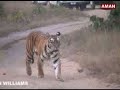 Churbera Tigress in Bandhavgarh National Park.