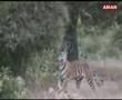 Churbera Tigress in Bandhavgarh National Park.