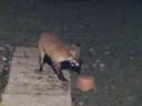 badger detector ........1.wmv badger detector ........1.wmv