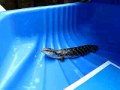 Injured Blue Tongue Lizard