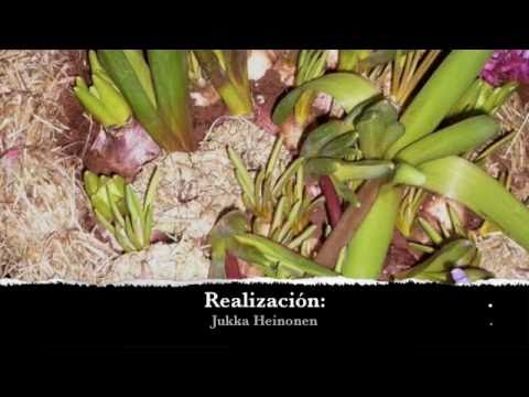 Imagen de previsualización de YouTube