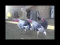 HALAAT BRAVI ABUHAMOOR HALAAT BRAVI ABUHAMOOR