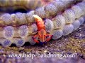 Crustacean bali video clip Crustacean bali video clip