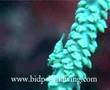 Crustacean bali video clip