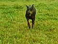 Sneaky Doberman