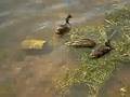Patos