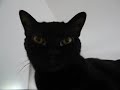 In the eyes of a bombay cat... In the eyes of a bombay cat...