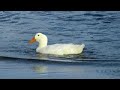 The Ducks In Upper Sandusky/Ohio