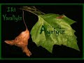 Adam Gibi Damardan Bi Par�a - Yasal Uyar?:Ba??ml?l?k Yapar | SoLYuregim.Com |