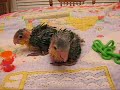 7 week old baby white bellied caiques