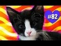 KITTENS! (SOS #82)