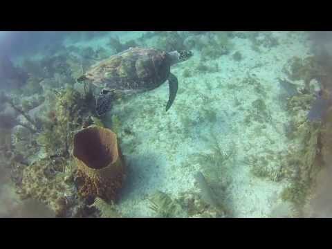 Florida Key's Scuba Diving and spearfishing