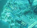 Little Cayman Lobster Little Cayman Lobster