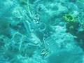 Little Cayman Lobster