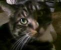 One Boring (Disgruntled) Cat One Boring (Disgruntled) Cat