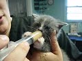 Hungry Baby Kitten (cute, Cute, Cute)