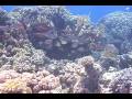 videos de Folleya, Red Sea