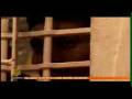 videos de Al Jazeera God's Buisness Swaminarayan Hinduism Part 3/3