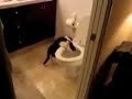 Un chat fascin� par la chasse d\