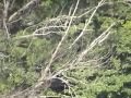 Fish Eagle Attack Call Dive Nestling Nest Feed Swoop