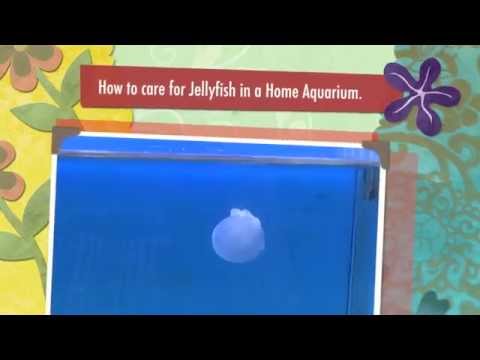 how to care jellyfish
