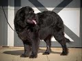 i love newfoundlands i love newfoundlands