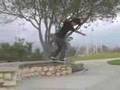 Felix Polo May Calligraphy Skate Koston Lakai MACBA FAKI TRE