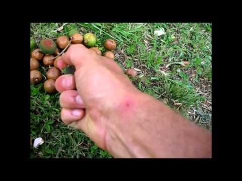 how to harvest macadamia nuts at home