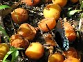 Red Spotted Purple on rotting apricots in land of ahhhs