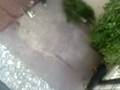 Conejo corre al Perro