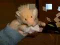 Cute-Hamster