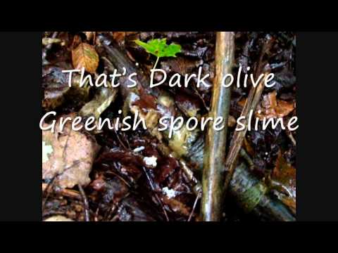 how to kill stinkhorn fungus