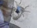 desert hairy scorpion eats 2 crickets