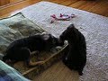 Monty And Quincy #5