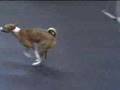 Basenji