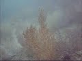 Diving in Sagres Algarve Portugal
