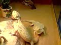 mr und mrs  with beim ehestreit 2 meine bartis 
