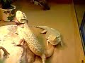 mr und mrs  with beim ehestreit 2 meine bartis 