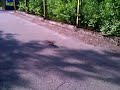 Click here to watch this video Wściekła wiewiórka | Mad squirrel
