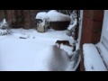 Harry and Poppy my mini dachshunds head out into the snow