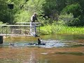 Feeding the Aligators