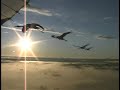 Whooping Cranes Follow Ultralight-aircraft