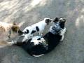 videos de 0 029