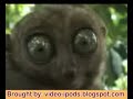 the-dramatic-look-by-a-lemur-very-scary.html