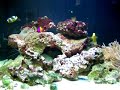 salwater reef tanks w/ anemones and clownfish