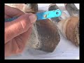 The Tragedy of Laminitis Part 4