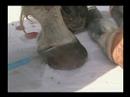 The Tragedy of Laminitis Part 4